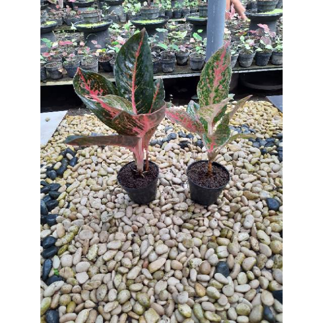 [✅COD] PAKET 2 POHON - (AGLONEMA PAKET) / AGLONEMA PAKETAN MURAH / PAKET AGLONEMA ADELIA MURAH HEMAT