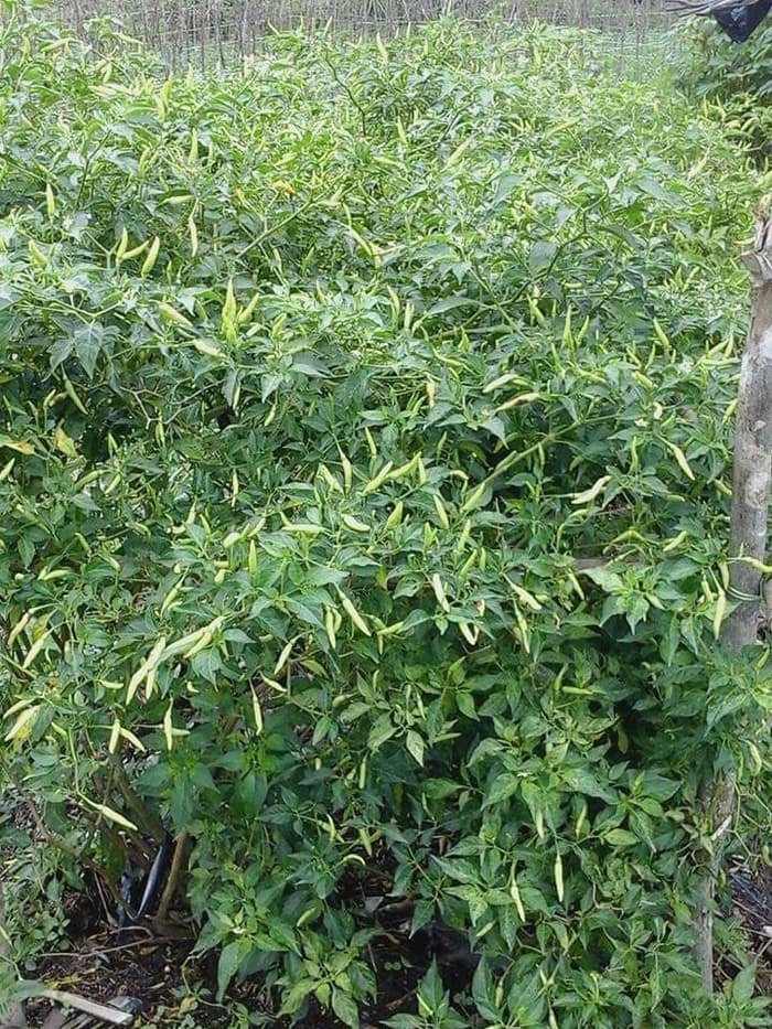 Bibit-Biji Cabe Rawit Putih Sret 10gr - Bintang Asia
