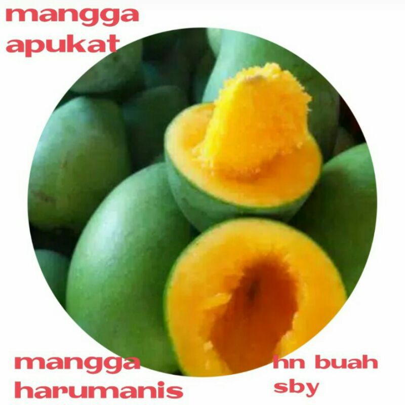

MANGGA HARUM MANIS