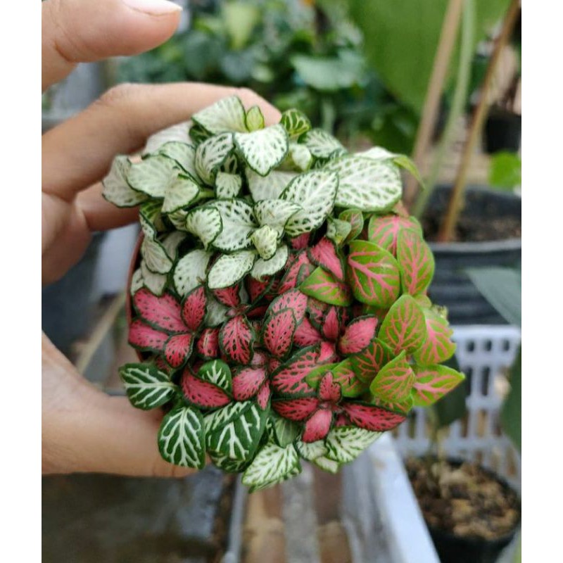 fittonia mix import