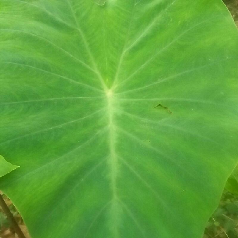 Bibit talas jepang hitam ungu