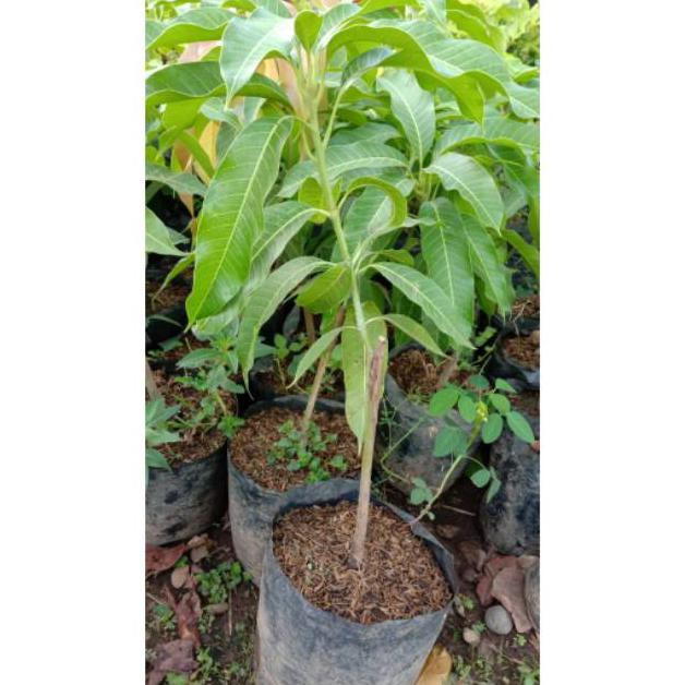 BIBIT MANGGA OKYONG OKULASI // BIBIT MANGGA OKIONG OKULASI KLIWON