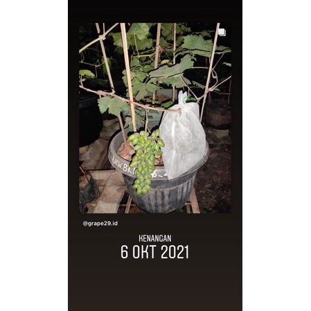 paket 4 bibit anggur import 50 cm
