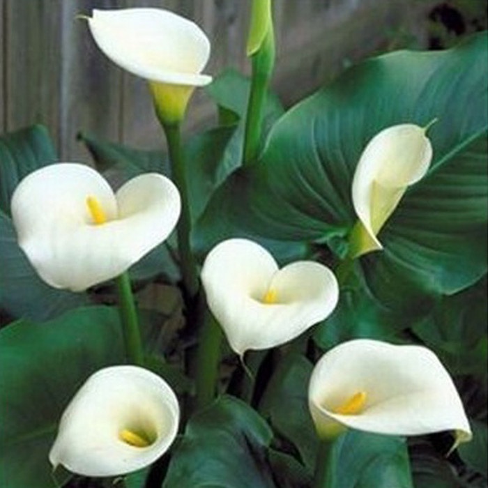 Jual Tanaman Calla Lily | Shopee Indonesia