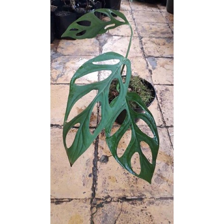 Kembang Janda Bolong