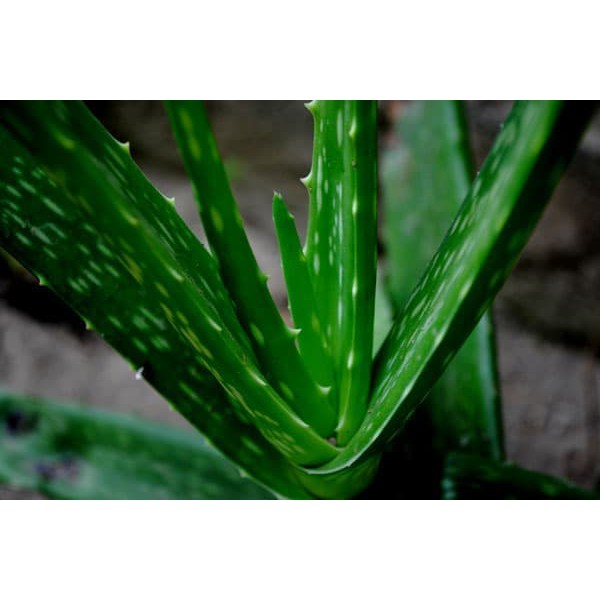 Tanaman Lidah Buaya Aloe Vera Segar Untuk Bahan Minuman Obat Herbal Shopee Indonesia