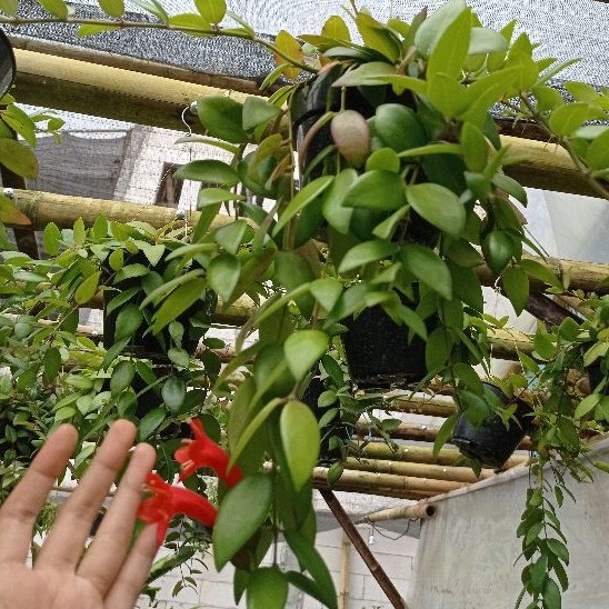 bunga gantung lipstik merah - tanaman gantung - lipstik gantung - lipstik gantung rimbun