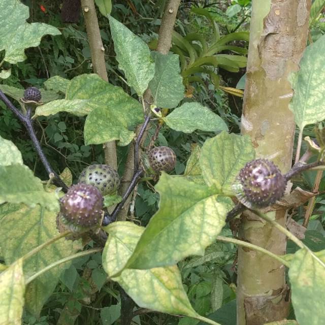 

Buah kecubung wulung