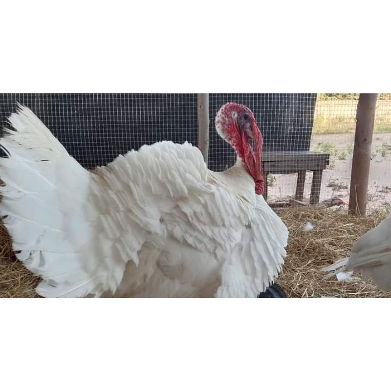 Induk Kalkun White Holland Indukan Ayam Hias Kalkum Putih Dewasa Bandung