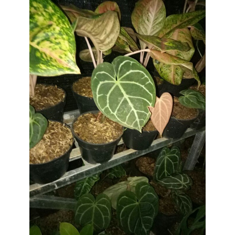 tanaman hias kuping gajah dorayaki-kuping gajah dorayaki-dorayaki kuping gajah-dorayaki kuping gajah