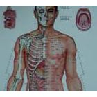 GAMBAR TITIK AKUPUNTUR