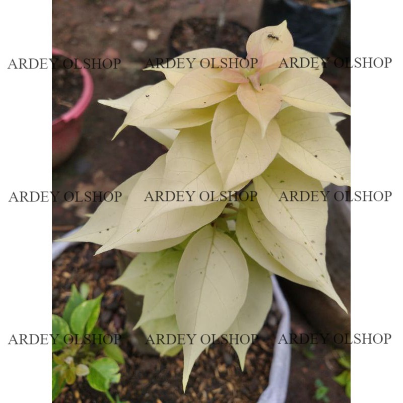 Bougenville Jawel Singapur (bibit)