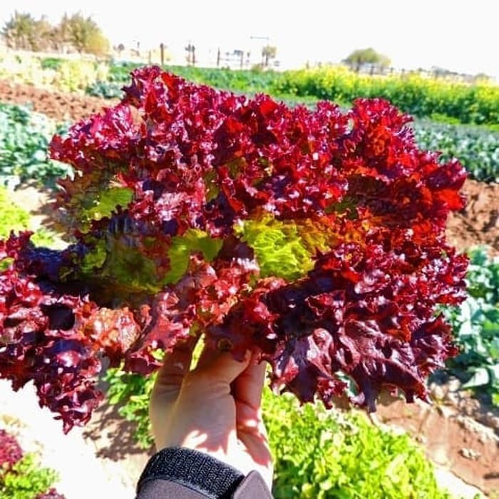 Benih Selada Keriting Merah | Bibit Selada Merah | Red Lettuce