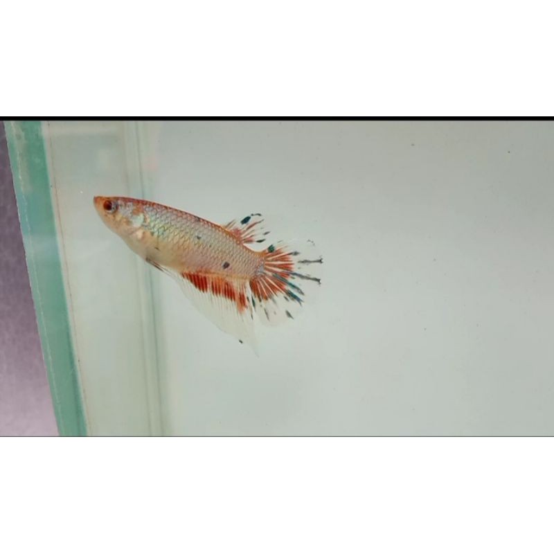 female halfmoon fancy line multicolor