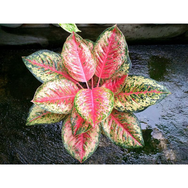 Aglonema Sweet Dream