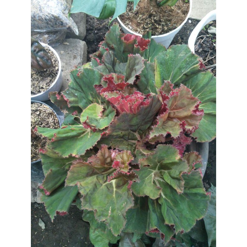 Tanaman hias Begonia Escargot rimbun