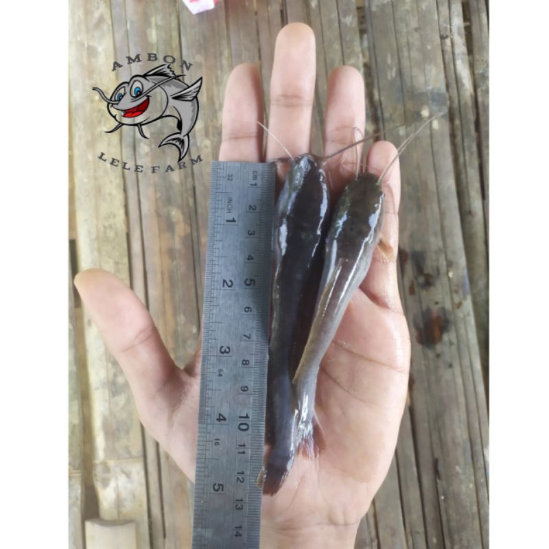 Bibit ikan lele ukuran 11-12cm