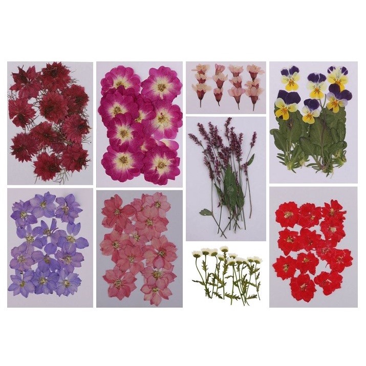 12 Pcs Pressed Real Dried Flowers - Bunga Kering Press #05