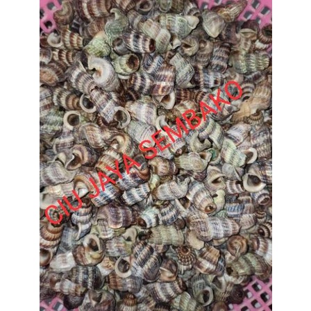 

PRODUCT TERLARIS KEONG NENEK BERSIH POTONG BUNTUT / KATANGLO BERSIH / CHAO LO / TUTUT / SIPUT SEDUT / KATANG LO 2686 オ