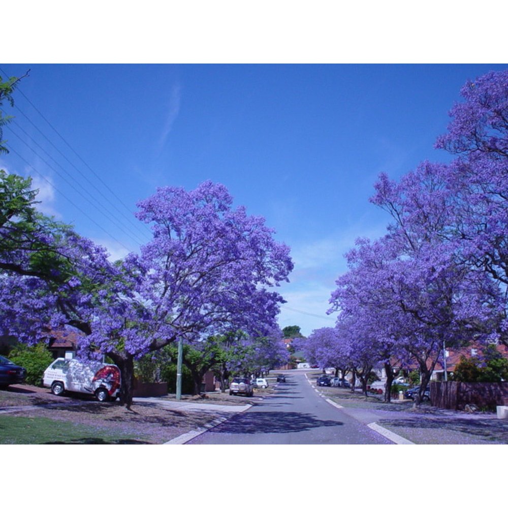 Bibit Benih Seeds Blue Jacaranda Pretty Tree Pohon Biru - Ungu M