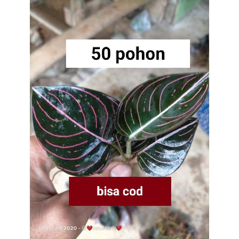 

PAKET BIBIT AGLONEMA ROTONDUM ACEH( 50 POHON)2-4 DAUN