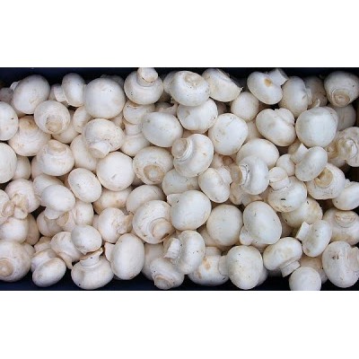 Jamur champignon/kancing 250 gram