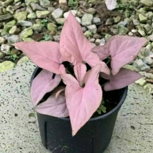 Tanaman Hias Singonium Pink Tanaman Hias Keladi Pink Tanaman Gantung Pink Keladi Shopee Indonesia