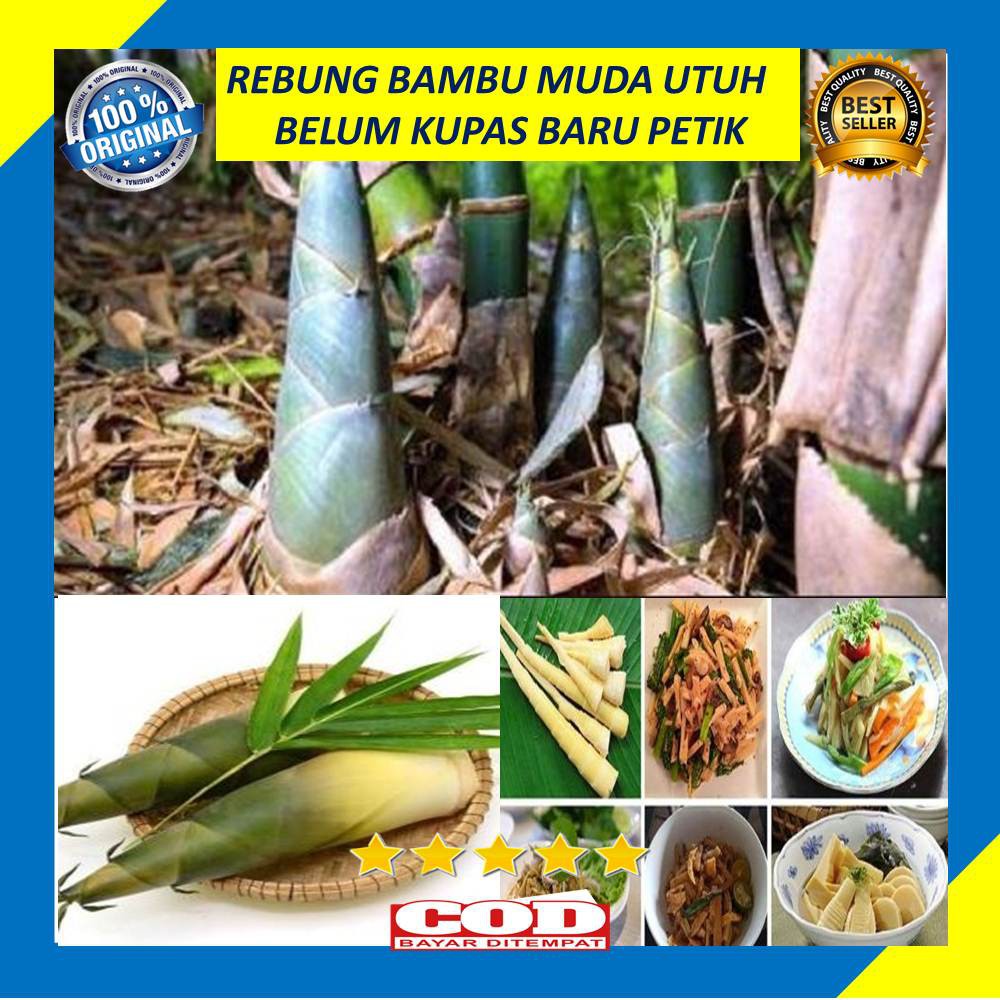 

Rebung Bambu Muda 1 Kg Sayur Belum Kupas Utuh Segar Baru Petik