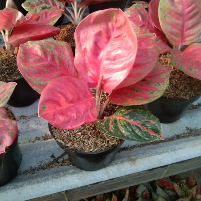 Bibit Bonggolan Aglonema Wulandari Mutasi - Bibit Aglonema