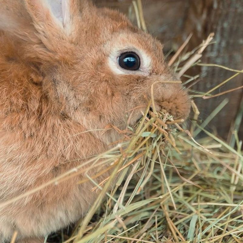 Rumput odot kering HAY / pakan kelinci ternak