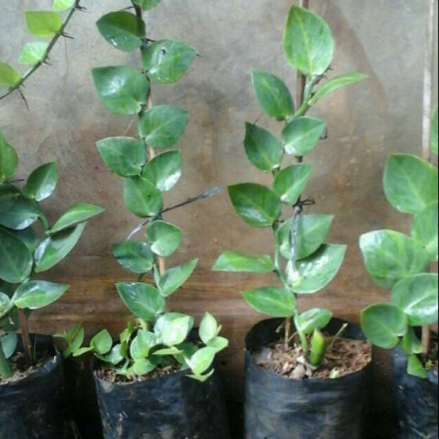 Jual Tanaman Rambat Dolar Daun Besar Shopee Indonesia