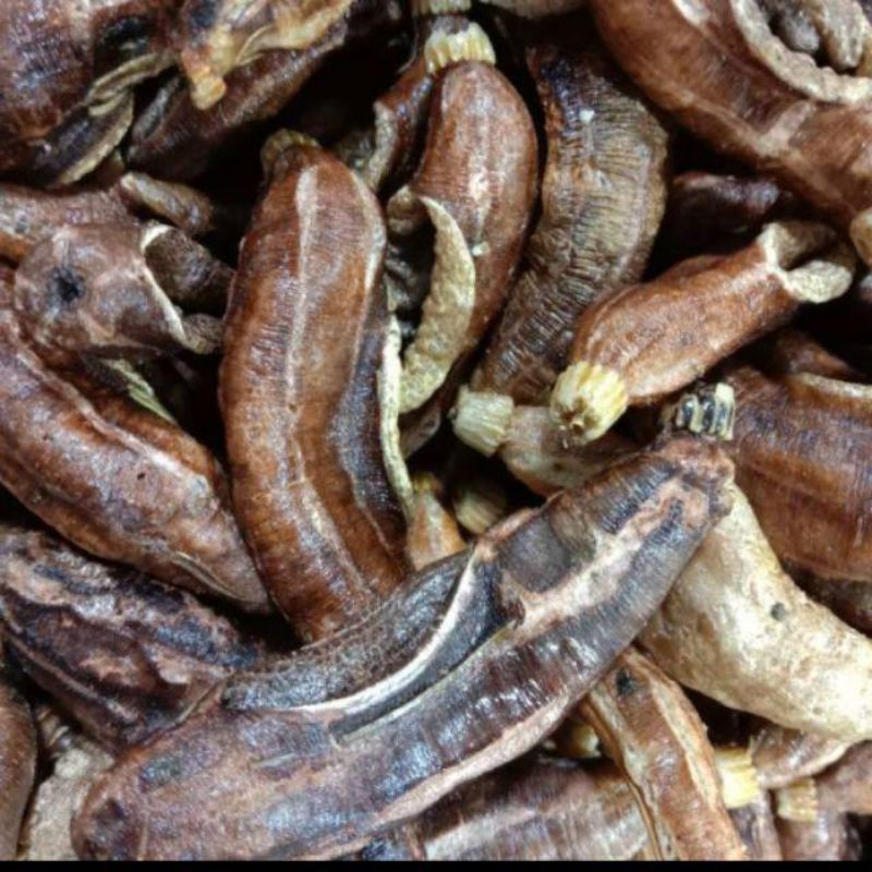 

Teripang khas Surabaya 100g