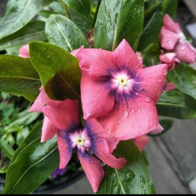 Vinca Excotic Orange