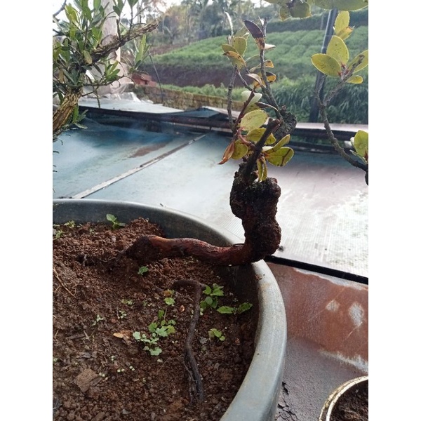 bahan bonsai santigi gunung paketan