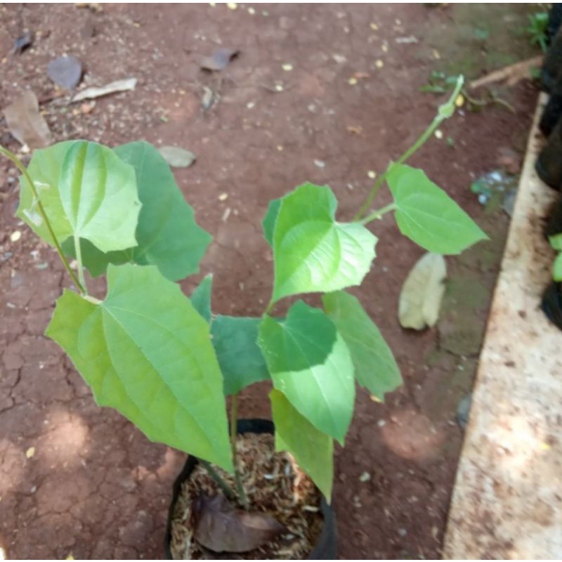 tanaman rambat tumbergia/tanaman hias tumbergia/bibit tumbergia