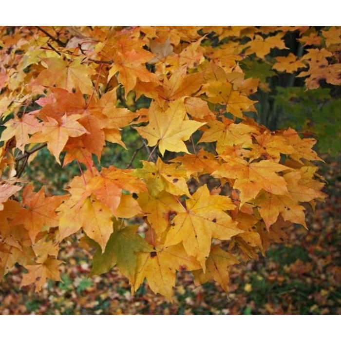 Benih Bibit Biji - Painted Maple Tree (Acer pictum subsp. mono) Seeds - IMPORT