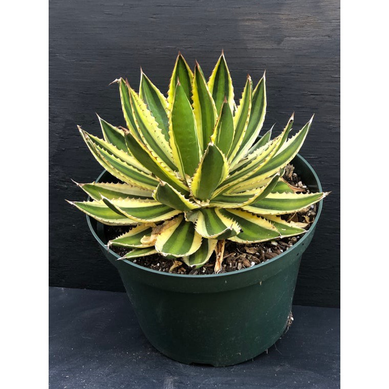 tanaman hias agave lophantha f quadricolor