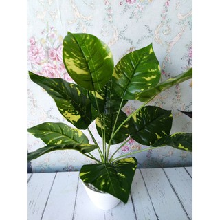 Tanpa Pot Tanaman Keladi Daun 12 Artificial Bahan P Shopee Indonesia