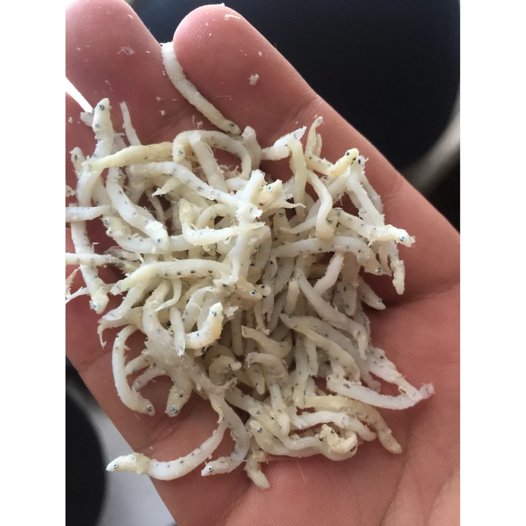 

Ikan Teri Medan