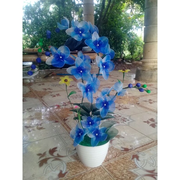 bunga anggrek biru stocking