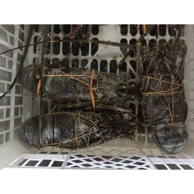 Lobster air laut frozen