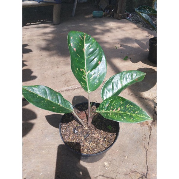 tanaman hias aglonema bigroy hijau