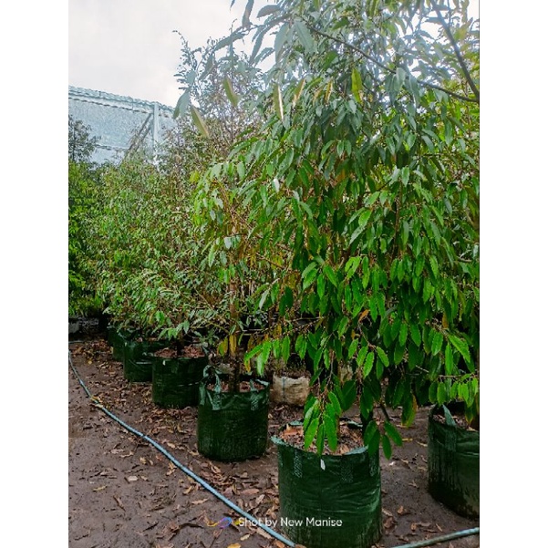 Bibit Durian Dongkelan 2meter all varian Musangking, bawor, oche