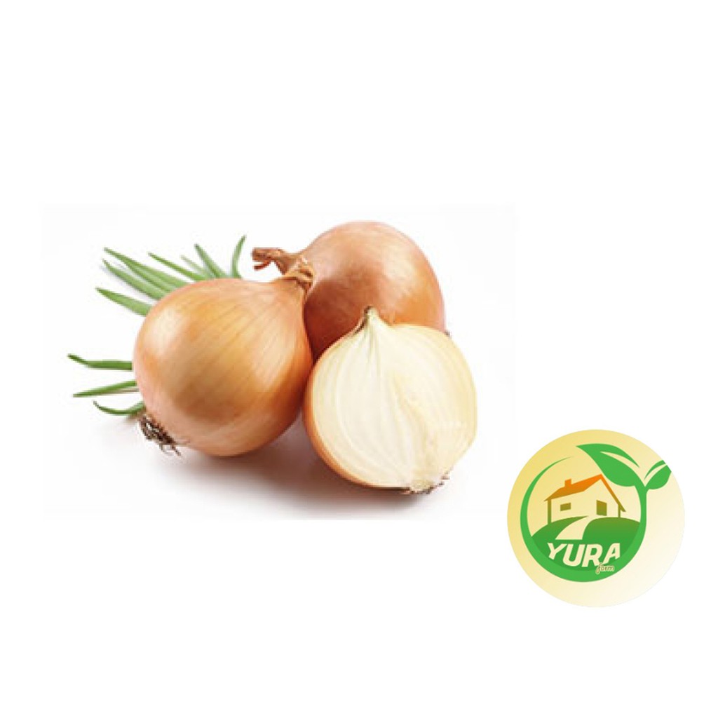 

BAWANG BOMBAY Organik 100% Sayur Segar Organic