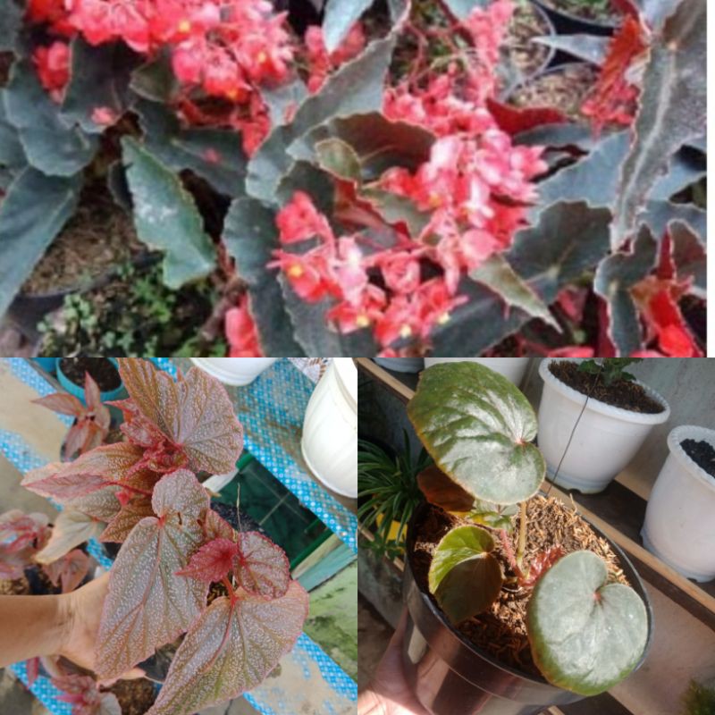 paket 3 jenis begonia