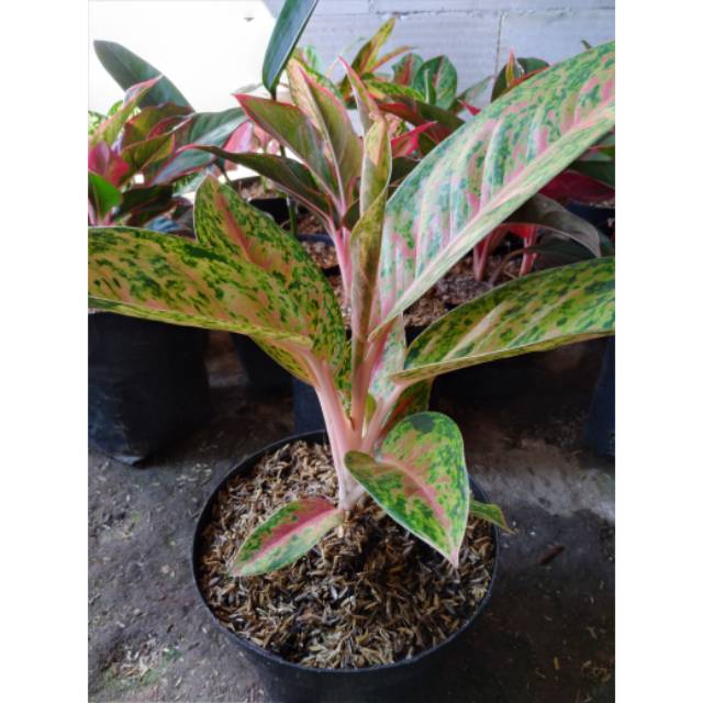 Aglonema bigroy indukan