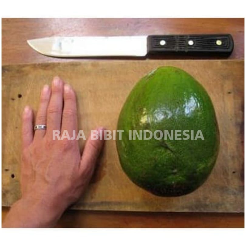 Bibit Tanaman Buah Alpukat Markus