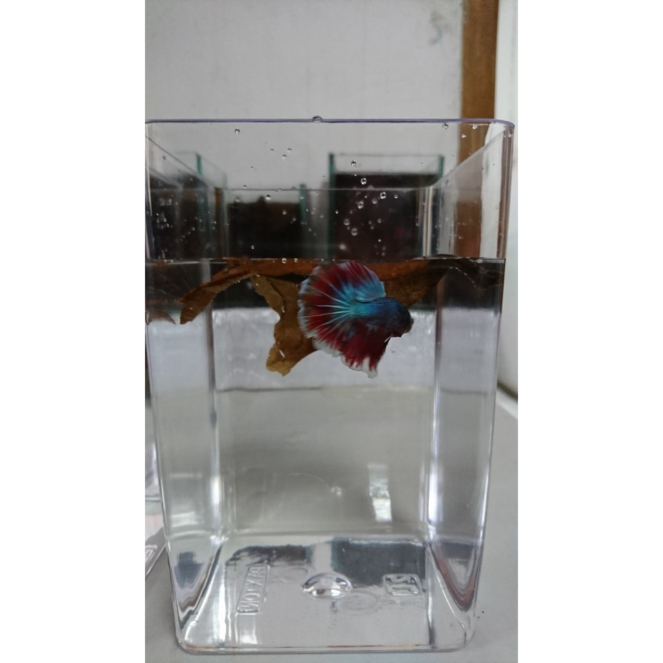 Paxton Toples Cupang murah