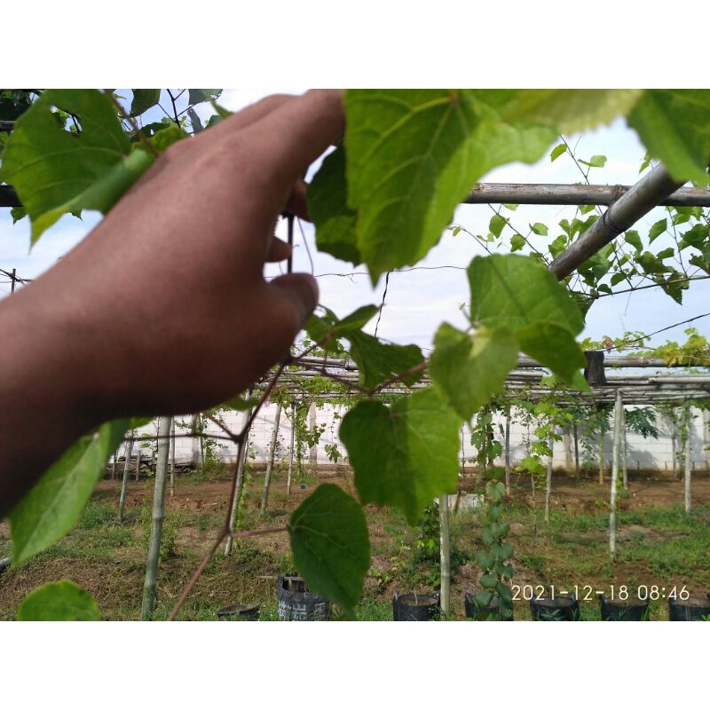 cutting rootstok anggur freedom