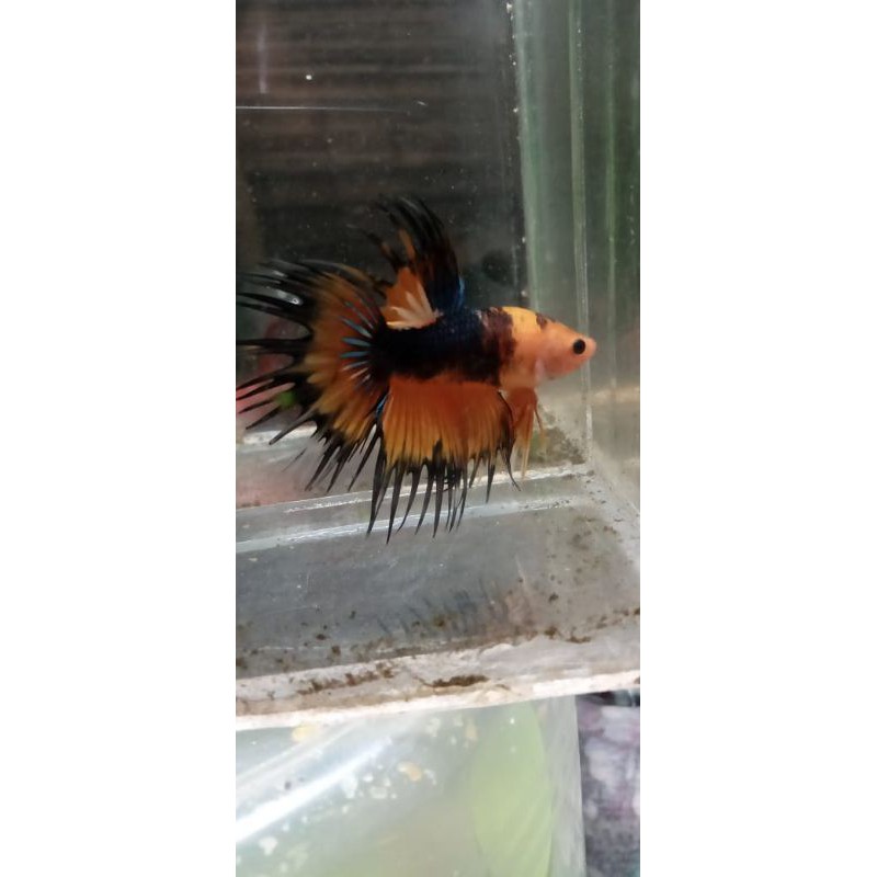 ikan cupang CT (CrowTail)